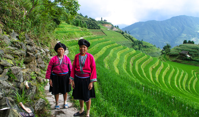Longji Terraced Rice Fields Hiking Tour from Dazhai to Ping'an Village