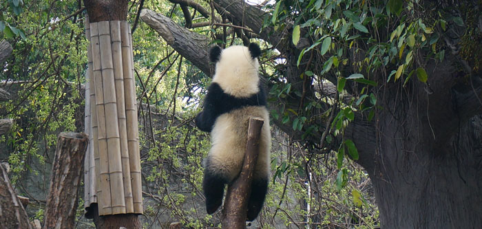 panda on the tree