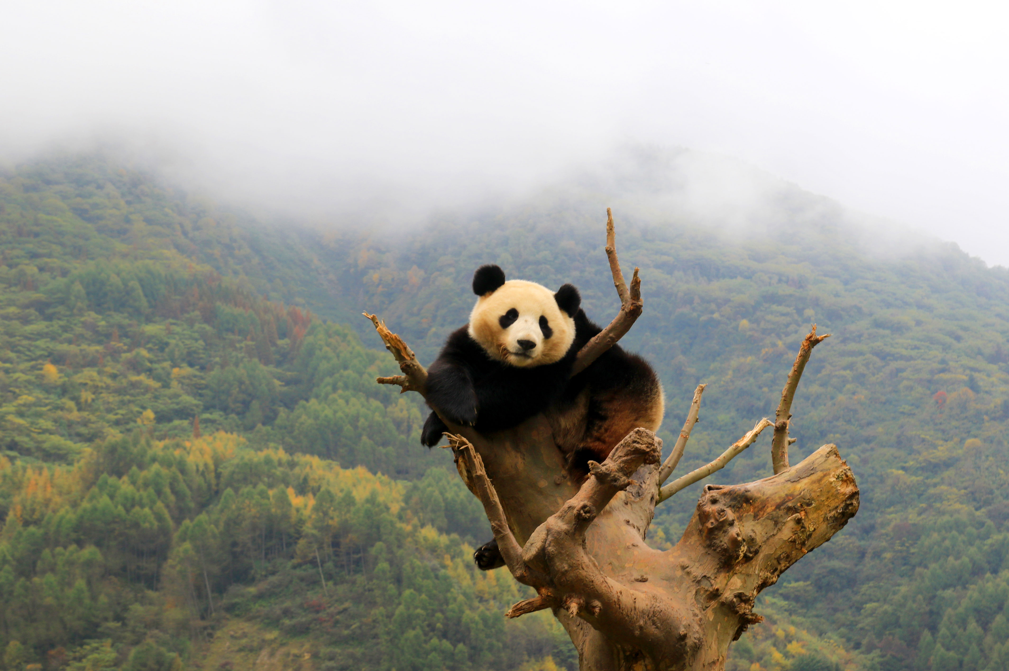 panda international travel