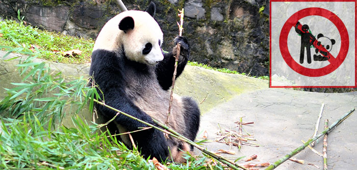 Do not have close contact with pandas
